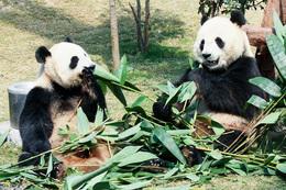 Panda party vegas spins