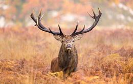 Red stag 1