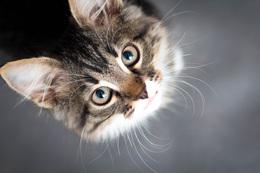 Cat charity